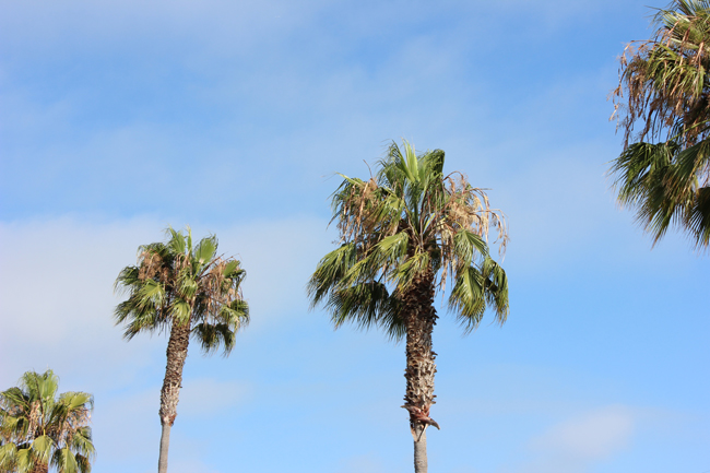 Venice Beach