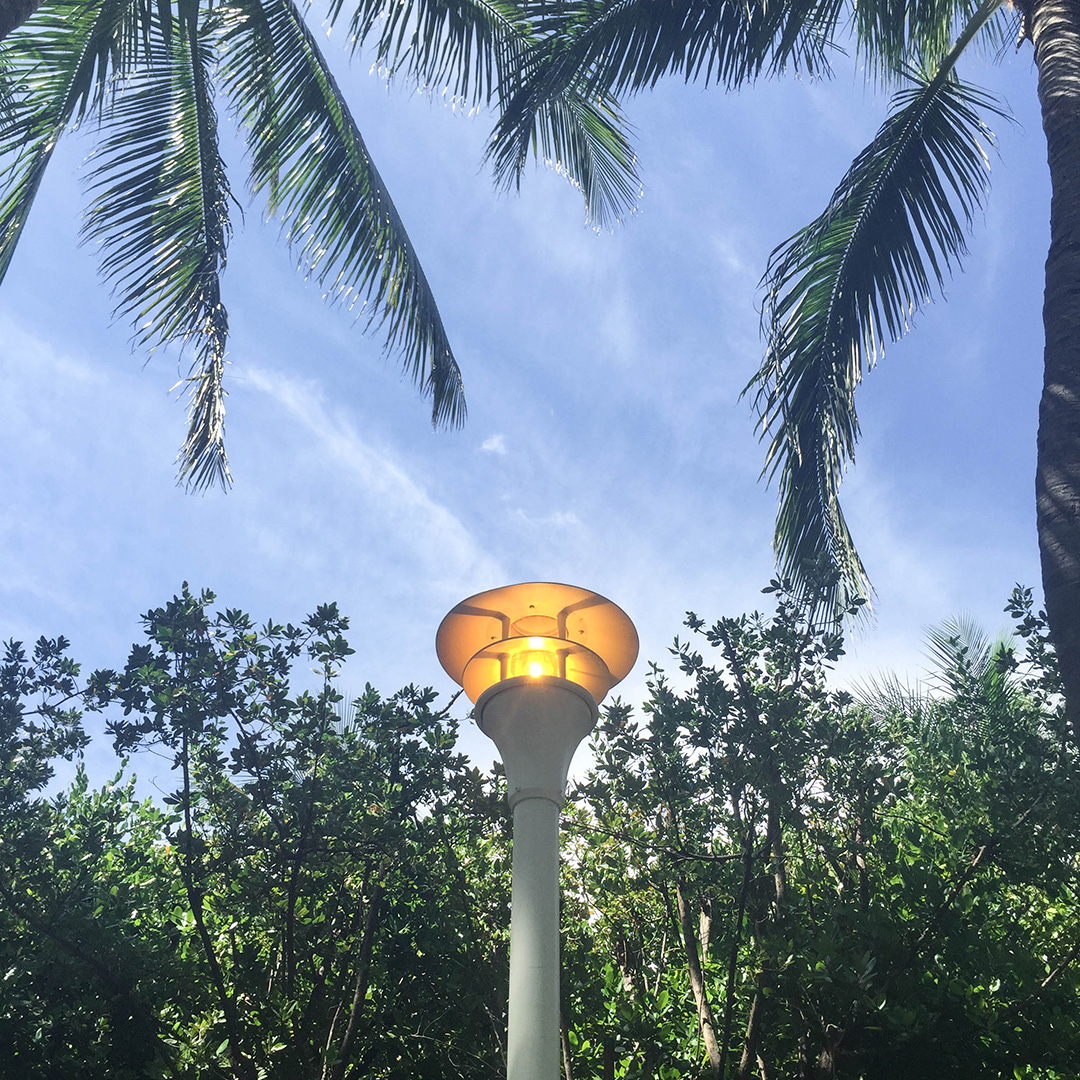 Palm Trees Miami